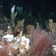 Chlamydia-related bacteria were found several feet beneath Loki’s Castle (pictured), a series of hydrothermal vents in the Arctic Ocean.